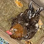 Frühstückspension La Meizun De Charles 3*